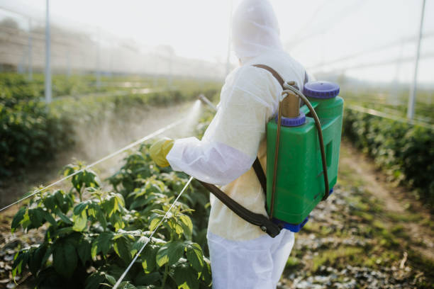 Best Local Pest Control Services  in Bay Point, CA
